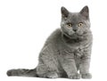 Selkirk Rex kitten, 3 months old Royalty Free Stock Photo