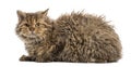 Selkirk rex lying, isolated on white