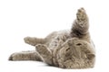 Selkirk Rex lying on its back Royalty Free Stock Photo