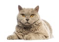 Selkirk Rex lying and looking at camera Royalty Free Stock Photo