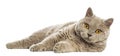 Selkirk Rex lying and looking at camera Royalty Free Stock Photo