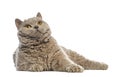 Selkirk Rex lying and looking up Royalty Free Stock Photo