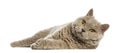 Selkirk Rex lying and looking up Royalty Free Stock Photo