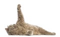 Selkirk Rex lying and reaching