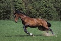 Selle Francais Horse, Adult Galloping