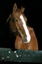 SELLE FRANCAIS HORSE, ADULT STANDING IN HORSE BOX Royalty Free Stock Photo