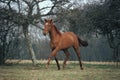 SELLE FRANCAIS HORSE, ADULT TROTTING Royalty Free Stock Photo