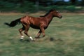 Selle Francais Horse Galloping through Paddock