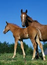 SELLE FRANCAIS HORSE, MARE WITH FOAL Royalty Free Stock Photo