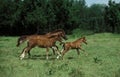 Selle Francais Horse, Mare with Foals Galloping