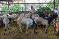 seller of goats for sacrificial animals Royalty Free Stock Photo