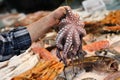 The seller holds in his hand a fresh octopus in the greek fish shop.