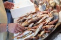 The seller is laying out the red striped mullet fishes or Mullus surmuletus on ice for sale in the greek fish shop.