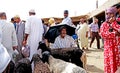 A seller of sheep protects from the sun with an umbrella in the souk of the city of Rissani in Morocco