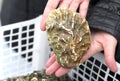 The seller takes a fresh oyster out of the drawer and shows it. Seafood trade