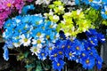 Selling blooming flowers at the street market