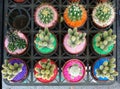 Selling Cactuses with Colorful Stones