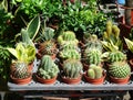 Selling Cactuses at the Flower Market