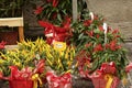 Selling of colored chili plants