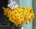 Selling daffodils at market