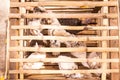 Birds in cages for sale at Birds market, Kowloon Hong Kong, popular tourist destination.