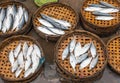 Selling fishes in Hoi An, Vietnam Royalty Free Stock Photo