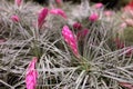 Apile of small beautiful Tillandsia plant with purple flower blossom Royalty Free Stock Photo