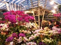 Selling flowers during Chinese Lunar New Year