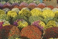 Selling flowers in pots, big bouquets of chrysanthemums