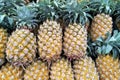 A pile of tropical pineapple fruit in a big tray Royalty Free Stock Photo