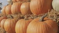 Selling pumpkins in the market. Product tray. Pumpkin production. Royalty Free Stock Photo