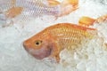 Close up a red Tilapia fish in a ice bucket Royalty Free Stock Photo