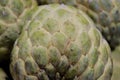 Close up a sugar apple fruit in a tray