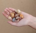 She sells sea shells Royalty Free Stock Photo
