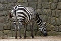 Selous' zebra Royalty Free Stock Photo