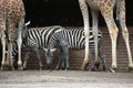 Selous' zebras and Rothschild's giraffes Royalty Free Stock Photo