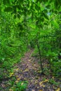 Selva Lacandona Mexico