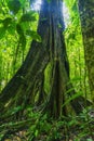 Selva Lacandona Mexico