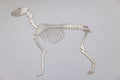 Horse skeleton artwork in Selva, South Tyrol, Italy on August 8, 2020
