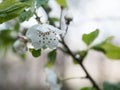 Selvatic white flower with drops of water Royalty Free Stock Photo
