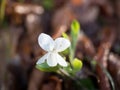 Selvatic white flower with drops of water Royalty Free Stock Photo