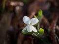 Selvatic white flower with drops of water Royalty Free Stock Photo
