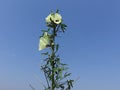 SEM beans white flower bunch of the garden Royalty Free Stock Photo