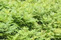 Sem False Spirea  840022 Royalty Free Stock Photo