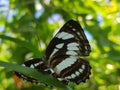 Semana pengiasan mambal bali beautiful butterfly common sailor 4
