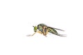 Semaphore Fly, Poecilobothrus nobilitatus Royalty Free Stock Photo