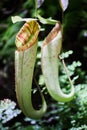 Semar bag Nepenthes is an insectivorous plant, also called carnivorous plant. Royalty Free Stock Photo