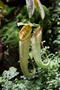 Semar bag Nepenthes is an insectivorous plant, also called carnivorous plant. Royalty Free Stock Photo