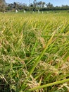 the rice in the paddy fields is very fertile?