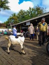 Semarang, Indonesia - March 2023: Goat traders and buyers. Goats are usually sold in preparation for Eid al-Adha.